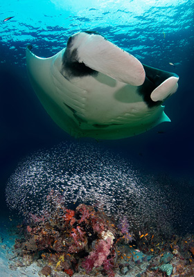 Manta ray coral reef underwater