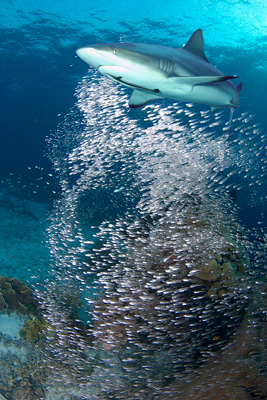 Grey Reef Shark and Fish